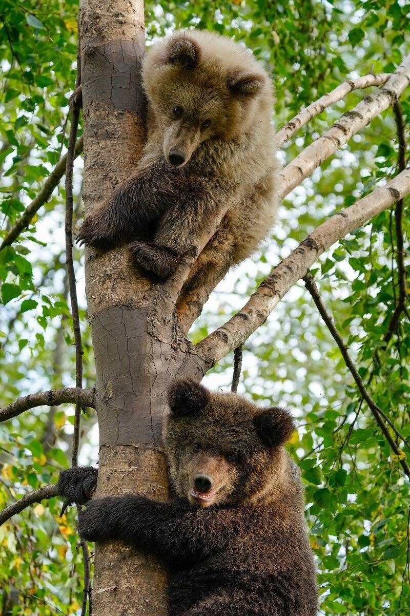«Мои друзья медведи»: в зоопарке прошла открытая встреча с Василием Пажетновым